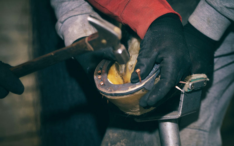 Why do Horses Need Horseshoes? All You Need to Know Terrific Horses